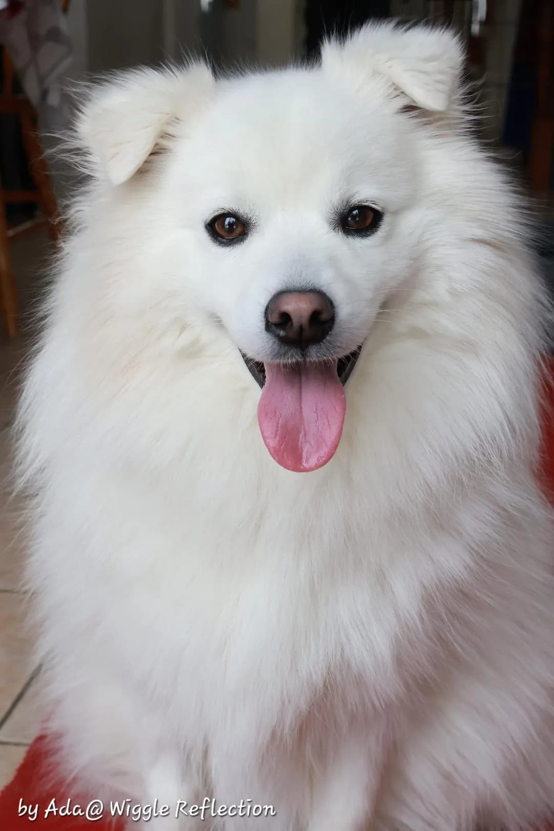 Remy - Pet of the Month June Winner